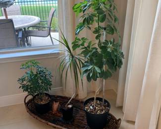 Natural plants