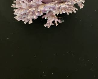 Pink California Hydrocoral