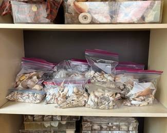 Large collection of beautiful seashell 