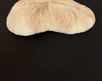 Natural Mushroom Coral Specimen