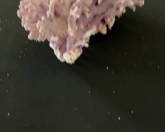 Pink California Hydrocoral