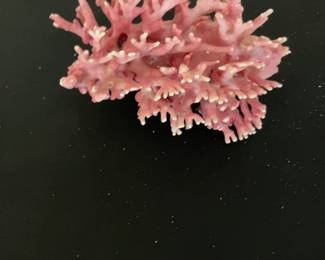 Pink California Allopora Coral