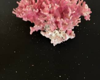 Pink California Allopora Coral