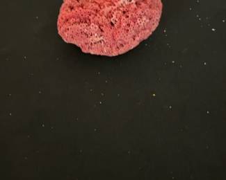Small Red Pipe Organ Coral