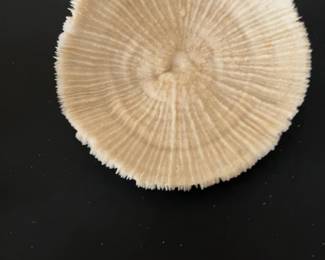 Natural Mushroom Coral Specimen