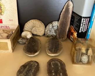 Fossils!