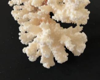 Natural White Decorative Coral Specimen