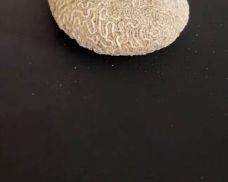 Natural Brain Coral Specimen
