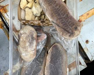 More fossils. Buy one or buy boxes.