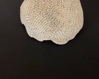 Natural Brain Coral Specimen