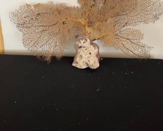 Natural Sea Fan Coral on Stone Base