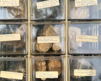 Many fossils and gems
