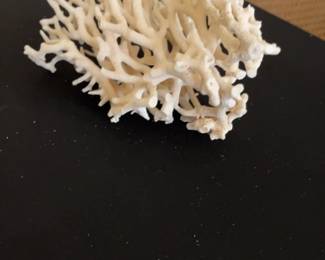 Natural Birds Nest Coral Specimen