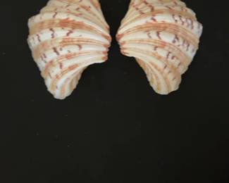 Decorative Giant Clam Shell