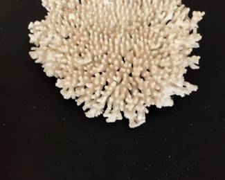 Large White Table Coral