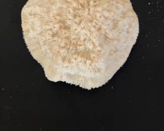 Natural White Mushroom Coral Specimen