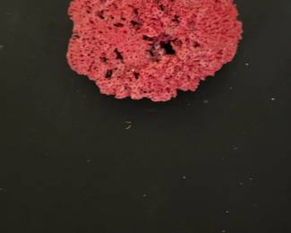 Red Pipe Organ Coral