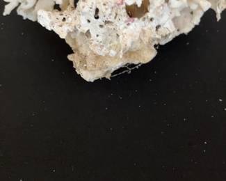 White Lace Coral Cluster