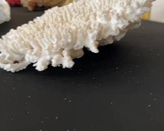 Large White Table Coral