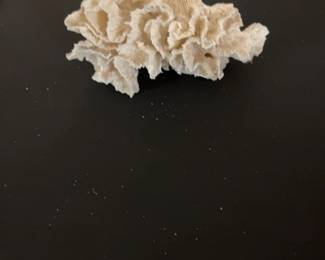 White Lettuce Sea Coral Specimen