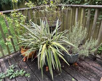 Outdoor plants
