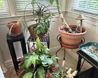 Assorted Potted Plants and Decorative Items