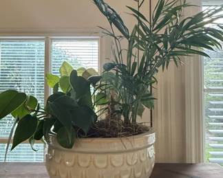 Parlor Palm in Ceramic Planter