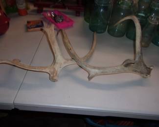 Deer Antlers