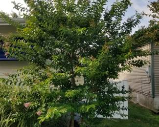 Crepe myrtle