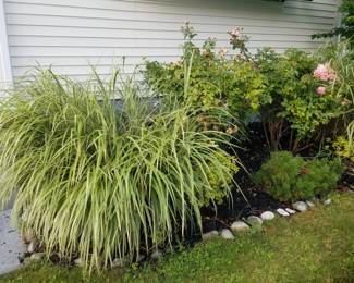 Plants