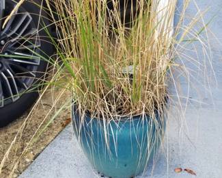 Potted plant