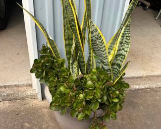 Lime Zinger & Snake Plant  39” tall 16” pot 