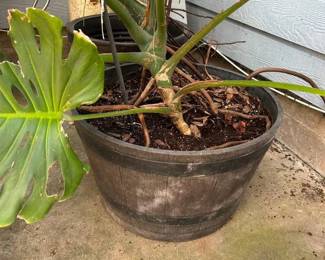 Huge Monstera Potted Plant  Approximately 5’ tall x 4’ across  Must be able to move and load yourself