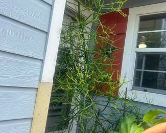8’ potted pencil cactus   Must be able to move and load yourself