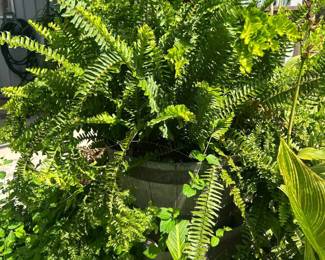 Huge Boston Petticoat Ferns price is each **2 available Must be able to move and load yourself  