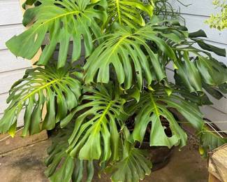 Huge Monstera Potted Plant Approximately  5’ tall x 4’ across  Must be able to move and load yourself