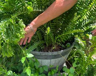 Huge Boston Petticoat Ferns price is each **2 available Must be able to move and load yourself  