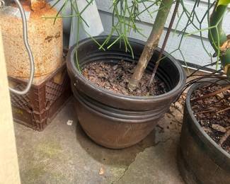 8’ potted pencil cactus   Must be able to move and load yourself