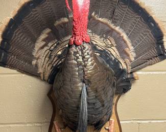 Turkey Mount