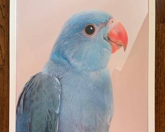 Framed Print o Blue Indian Ringneck Parrot. Measures 29 1/2" H x 21 1/2' W Overall.