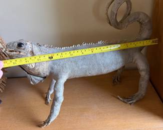 FullSizeRender