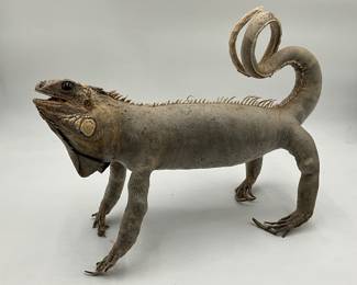 vintage taxidermy Green Iguana