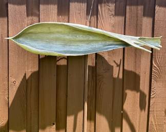 Global Views Palm Seed Pod Sculpture