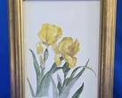 Lucy Hollis 'Golden Iris' Framed Artist Proof