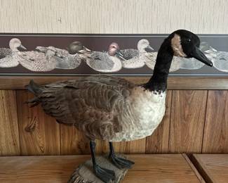 Taxidermy Canadian Goose