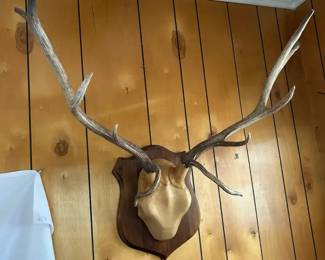 Elk Antlers Taxidermy Plaque Mount