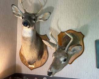 Two Mounted Taxidermy Deer Heads