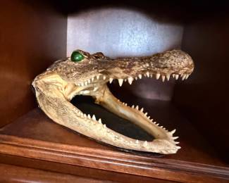 Taxidermy alligator head
