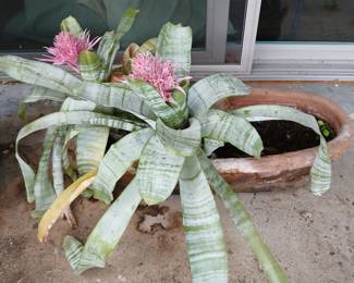 Plants