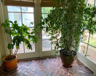 large plants